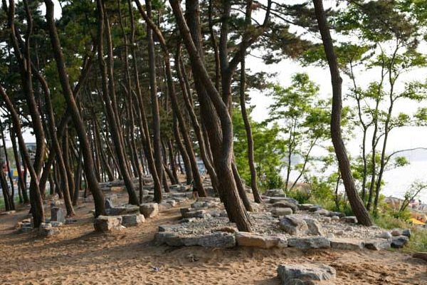 대부도 해변길 (펜션에서 차량 약 15분 거리) 대부 해솔길과 대송습지라는 천혜의 자원을 갖고 있어 서해의 보물섬이라 불립니다. 특히 대송습지는 서해안 최대의 습지로서, 130여 종의 조류가 서식하는 생태관광의 명소로 떠오르고 있습니다.